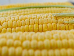 Hadapi Krisis Pangan Global, Pemerintah Pastikan Produksi Beras Nasional Surplus