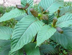 Pemerintah Setujui Ekspor Kratom, AKI Mengapresiasi Permendag Tentang Kratom