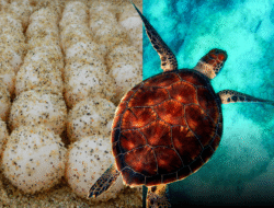 Oknum TNI dan Rekan Perempuan Selundupkan 5.400 Telur Penyu ke Malaysia