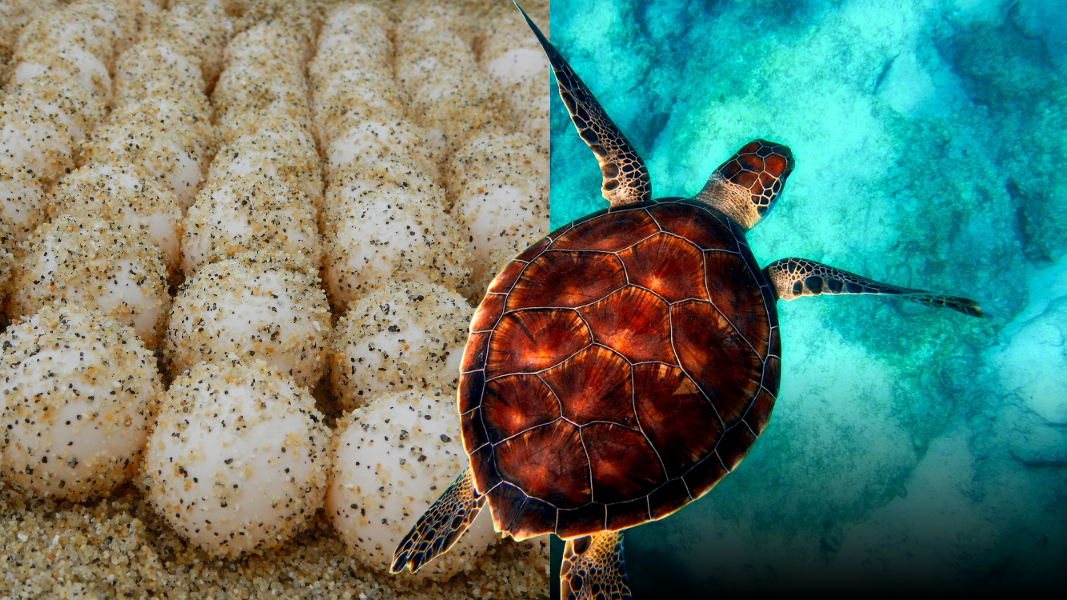 "Ilustrasi - Penyu bertelur di pasir sebagai simbol perlindungan satwa laut dan ancaman penyelundupan. (Dok. Ilustrasi/faktakalbar.id)